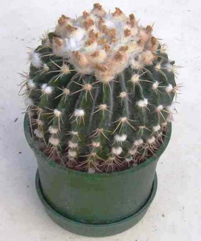Notocactus_erinaceus